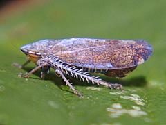 Privet Leafhopper